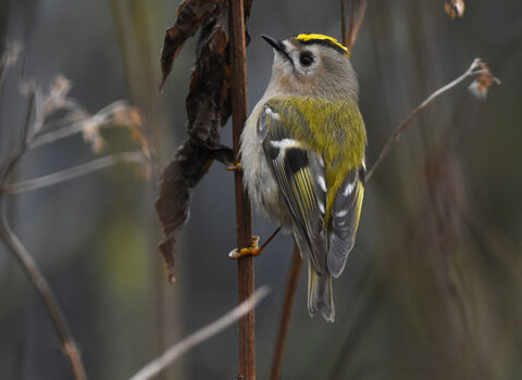 Close-up of Goldcrest