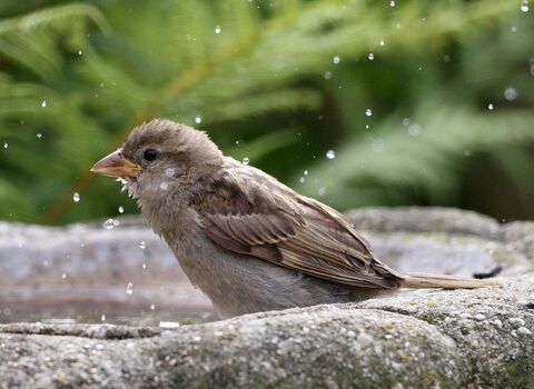 Close up of a House Sparrow bathing
