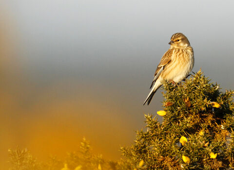 Linnet perched on gorse