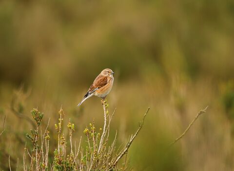 Linnet in a perch above a hedgerow
