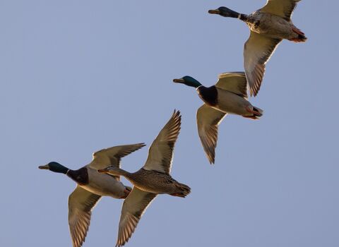 A group of four Mallard ducks flying together