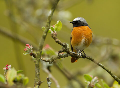 Close up of a male Redstart on a branch