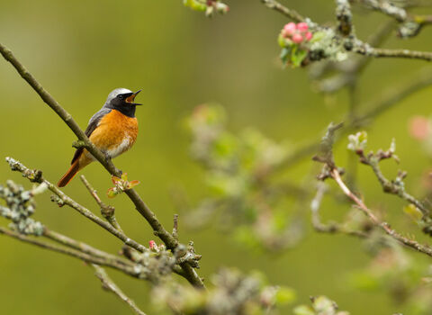 Close-up of male Redstart singing on a branch in the springtime