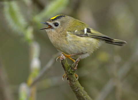 Close up of Goldcrest on a branch singing