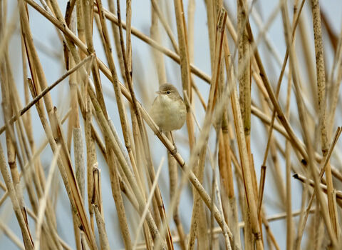 Reed Warbler amongst the reeds