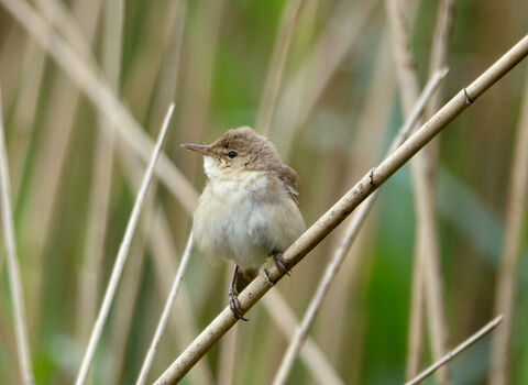 Close up of a Reed Warbler