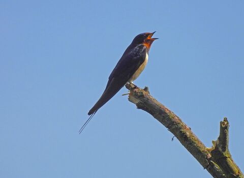 Swallow perched on the end of a branch singing against a clear blue sky
