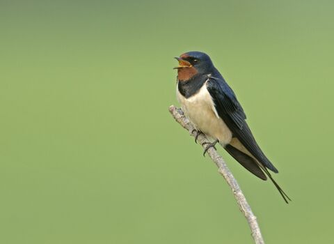 Swallow perched on the end of a branch singing against a green background