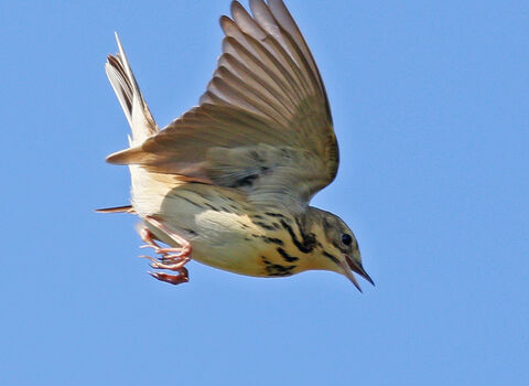 Close up of a Tree Pipit in flight, against clear blue sky
