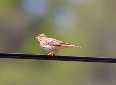 Close up of Tree Pipi, side on, perched