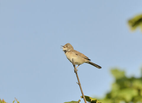 Whitethroat bird perched on the edge of a fine branch, singing