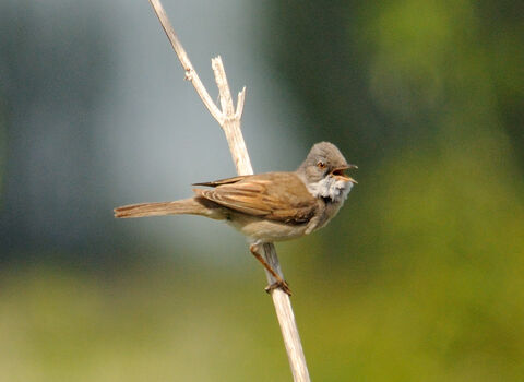 Close-up of a Whitethroat halfway down a fine tree-branch, the bird singing