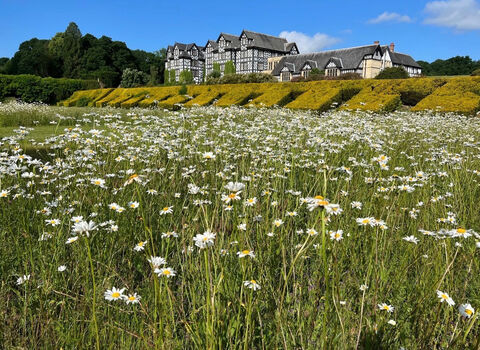 Photo of Gregynog in the summer with Oxeye daisies in the foreground