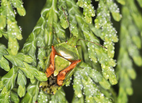 A juniper shieldbug clinging to the leaves of a cypress tree. It's a green shieldbug with a curving pink marking on each side of its back