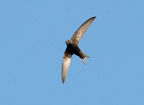 Swift in flight against blue sky