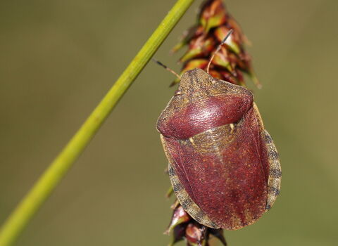 A tortoise shieldbug clinging to a plant stem. It's a rounded, reddish-brown bug