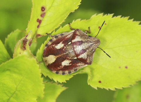 A tortoise shieldbug standing on a leaf. It's a rounded, reddish-brown bug