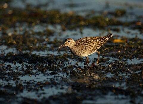 A pectoral sandpiper walking across wet mud. It's a small, brown wading bird with a sharp demarcation between the buffish-brown breast and white belly