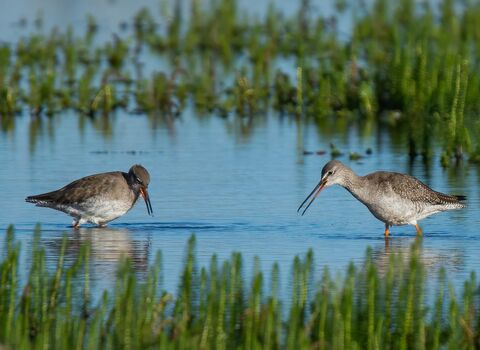 A common redshank and a spotted redshank feeding side by side in a marsh. The spotted redshank is slightly taller, more slender and has a much longer, finer bill