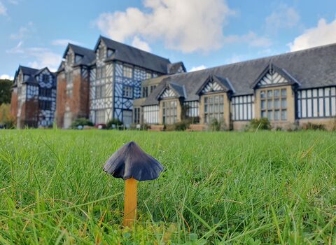 Close-up of a waxcap fungus on the grass with Gregynog Hall in the background