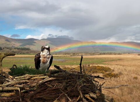 Osprey sitting on the nest at Cors Dyfi with a rainbow in the background