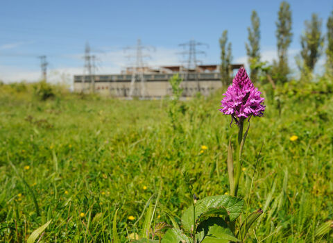 Pyramid Orchid in foreground with power station in background
