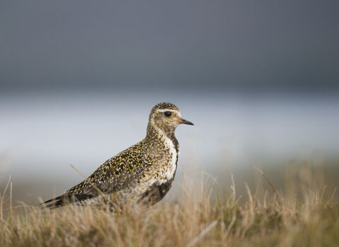 Close-up of Golden Plover, an upland bird