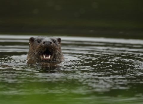 Otter peeping at the photographer copyright Luke Massey/2020VISION