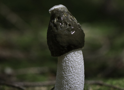 Stinkhorn Phallus impudicus copyright Chris Lawrence