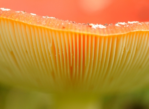 Close up abstract photograph of Fly Agaric copyright Amy Lewis
