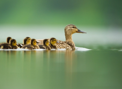 An adult female mallard keeps her ducklings close on a tranquil lake at dawn copyright Andrew Parkinson/2020VISION