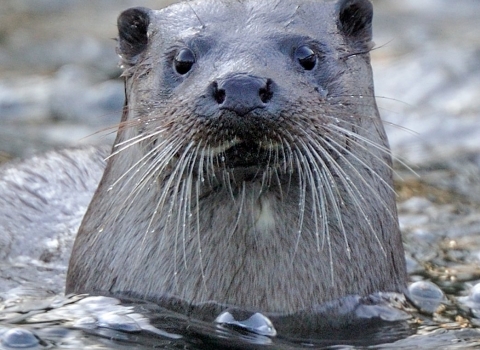Otter copyright Andy Rouse
