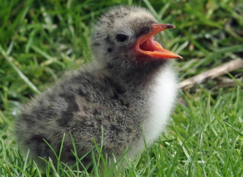 Arctic Tern chick copyright Gillian Day