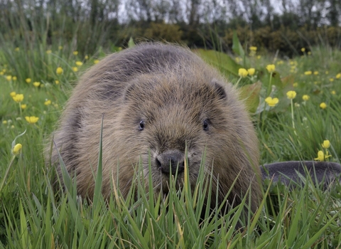 Beaver copyright Nick Upton/Cornwall Wildlife Trust