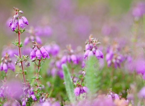 Bell Heather in flower copyright Tom Marshall