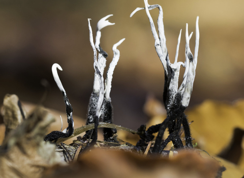 Candlesnuff Fungus Xylaria hypoxylon copyright Chris Lawrence