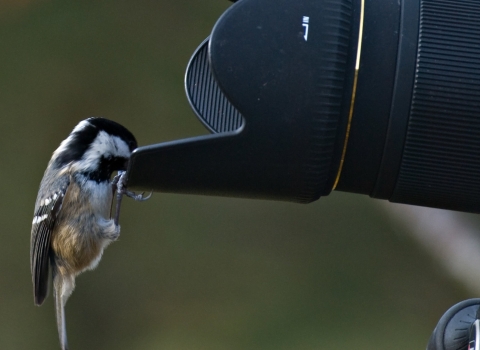 Coal Tit on a camera lens