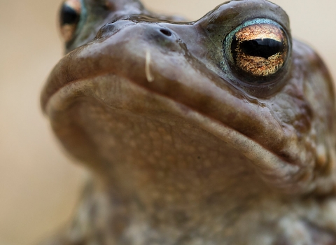 Common Toad copyright Chris Lawrence