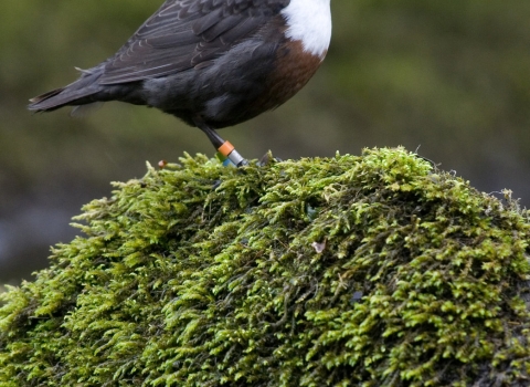 Dipper copyright Tom Marshall