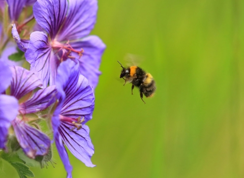 Early Bumblebee Jon Hawkins Surrey Hills Photography