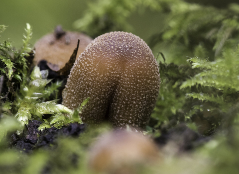 Glistening Inkcap copyright Chris Lawrence