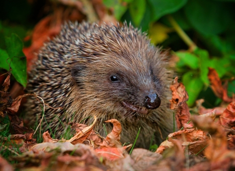 Hedgehog copyright Jon Hawkins - Surrey Hills Photography