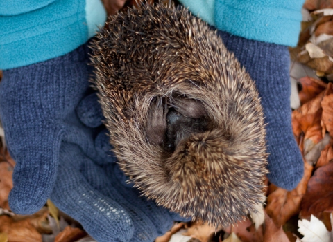 Hedgehog being held in gloved hands copyright Tom Marshall