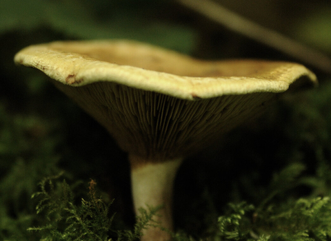 Possible milkcap fungus copyright Amy Lewis