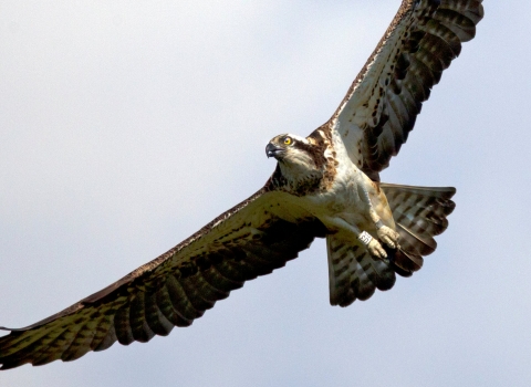 Dyfi Osprey copyright Montgomeryshire Wildlife Trust/Emyr Evans