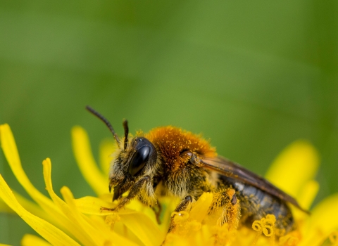 Orange-tailed Mining Bee copyright Chris Lawrence