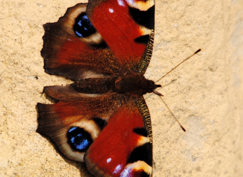 Peacock butterfly copyright Amy Lewis