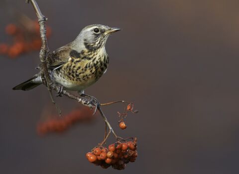 Fieldfare bird sat on twig with Rowan berries copyright Richard Steel/2020VISION