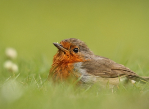 Robin on the floor copyright Tim Hibbert