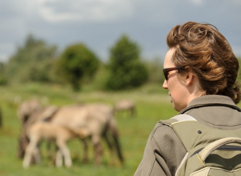 Volunteer counting Konik horse (Equus caballus) Wicken Fen, Cambridgeshire copyright Terry Whittaker/2020VISION